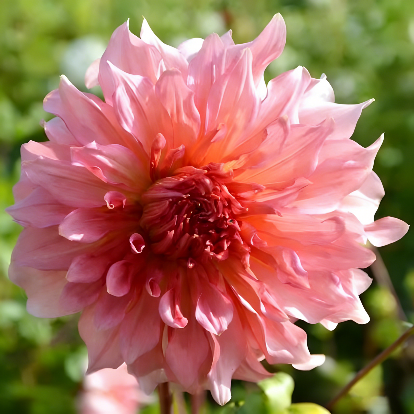 🔥🔥Top-Grade Dahlia Rhizomes