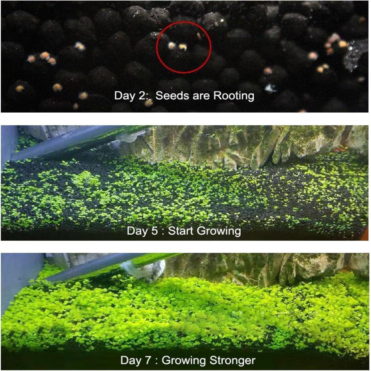 Aquatic plant