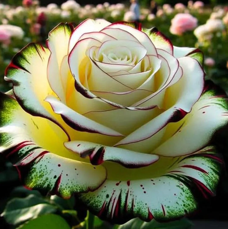🌹 Rare and unique colored mutant rose seeds—your garden deserves magic! 🌙