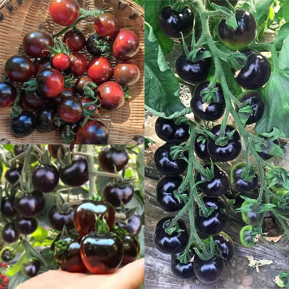 Black Diamond Tomato-High Anthocyanin,Sweet & Juicy