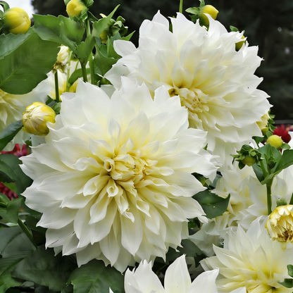 🔥🔥Top-Grade Dahlia Rhizomes