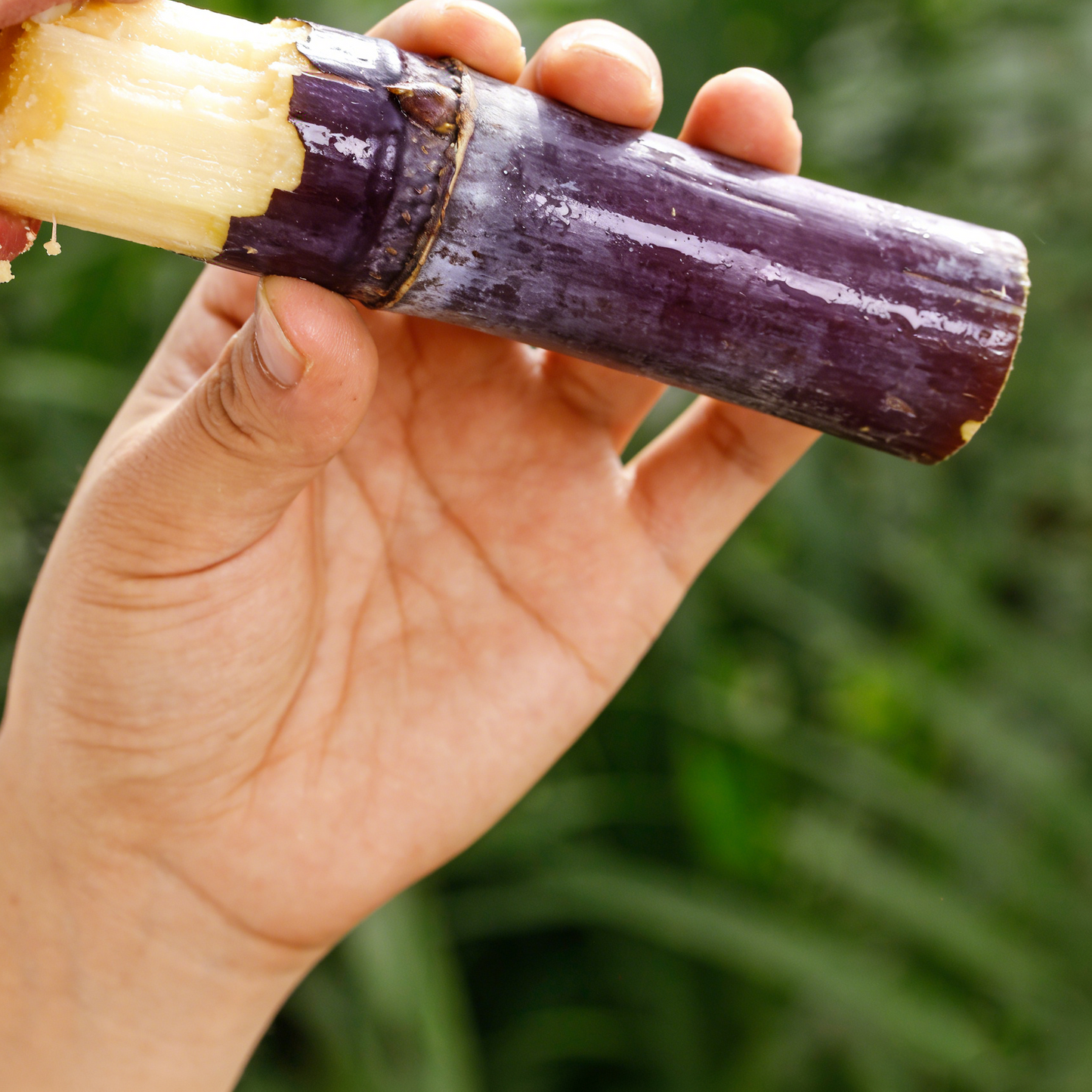 🍯 Sweet Taste Sugarcane Seeds🌱Easy to Grow for Beginners