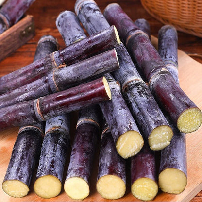 🍯 Sweet Taste Sugarcane Seeds🌱Easy to Grow for Beginners