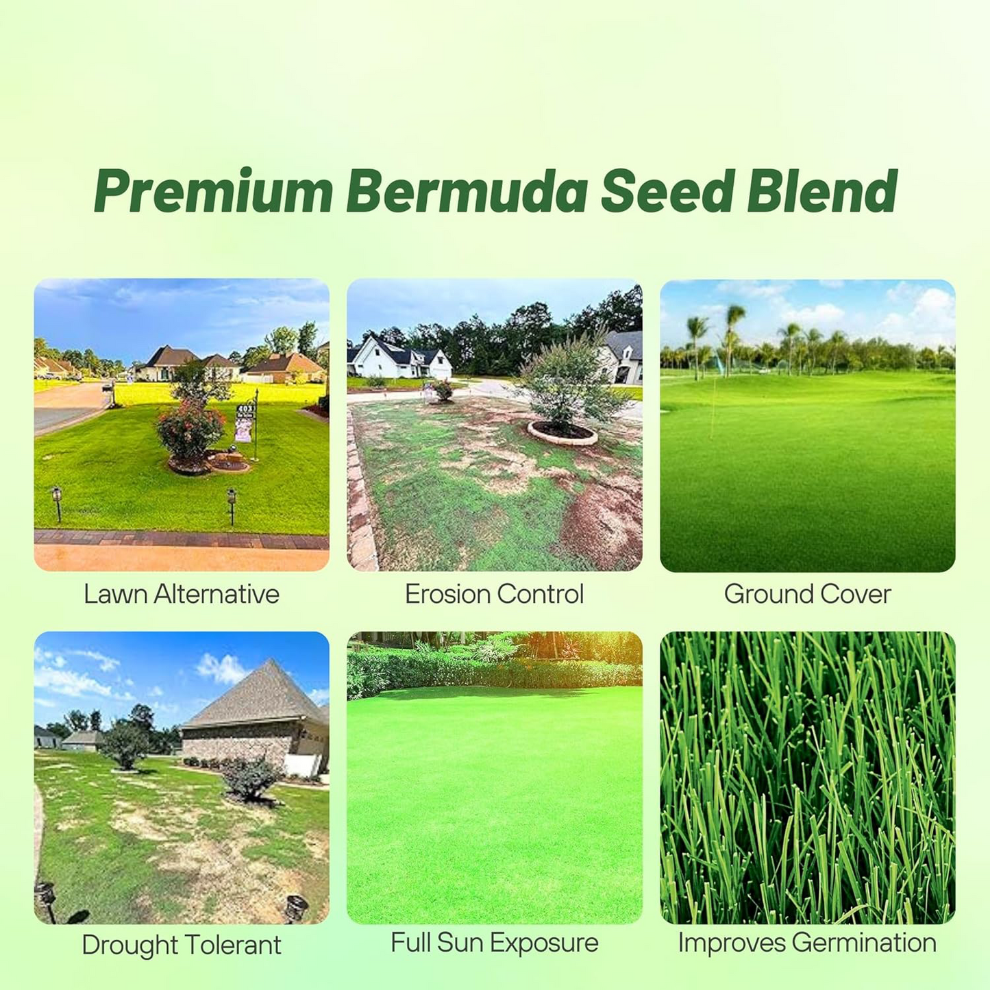 7 Days Germination🌱 Evergreen Dwarf Grass Seed for Four Seasons