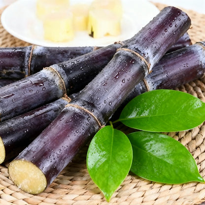 Sweet Harvest Starter Kit 🌱 Sugar Cane — Grow Your Own Natural Sweetness at Home