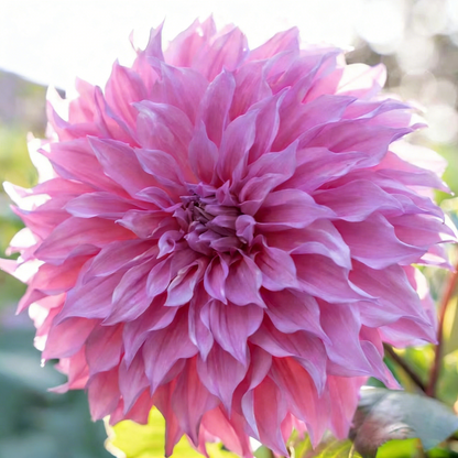🔥🔥Top-Grade Dahlia Rhizomes