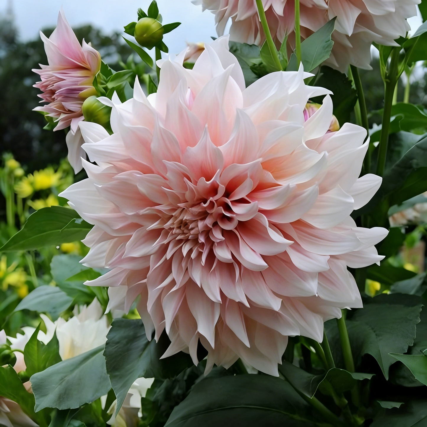 🔥🔥Top-Grade Dahlia Rhizomes