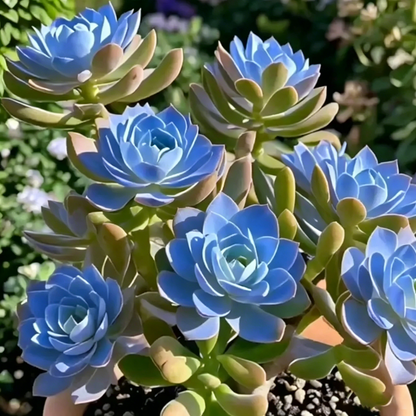Colorful Summer Succulent Plants, Easy to Grow for Beginners