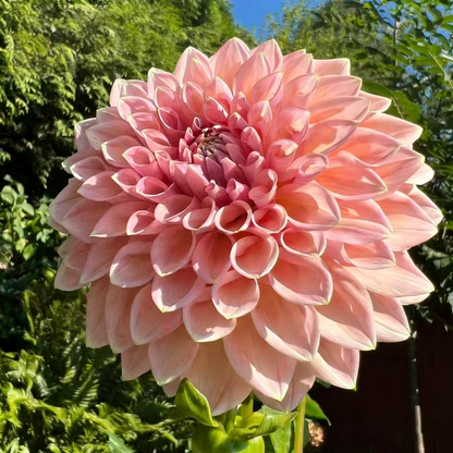 🔥🔥Top-Grade Dahlia Rhizomes