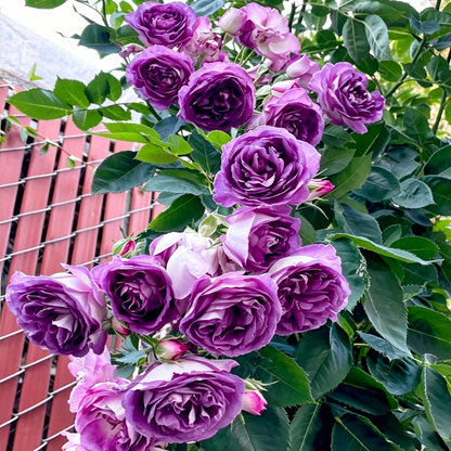 🌺3 Days Germination Climbing Rose