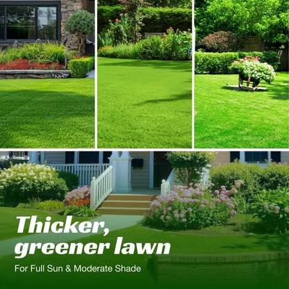 7 Days Germination🌱 Evergreen Dwarf Grass Seed for Four Seasons