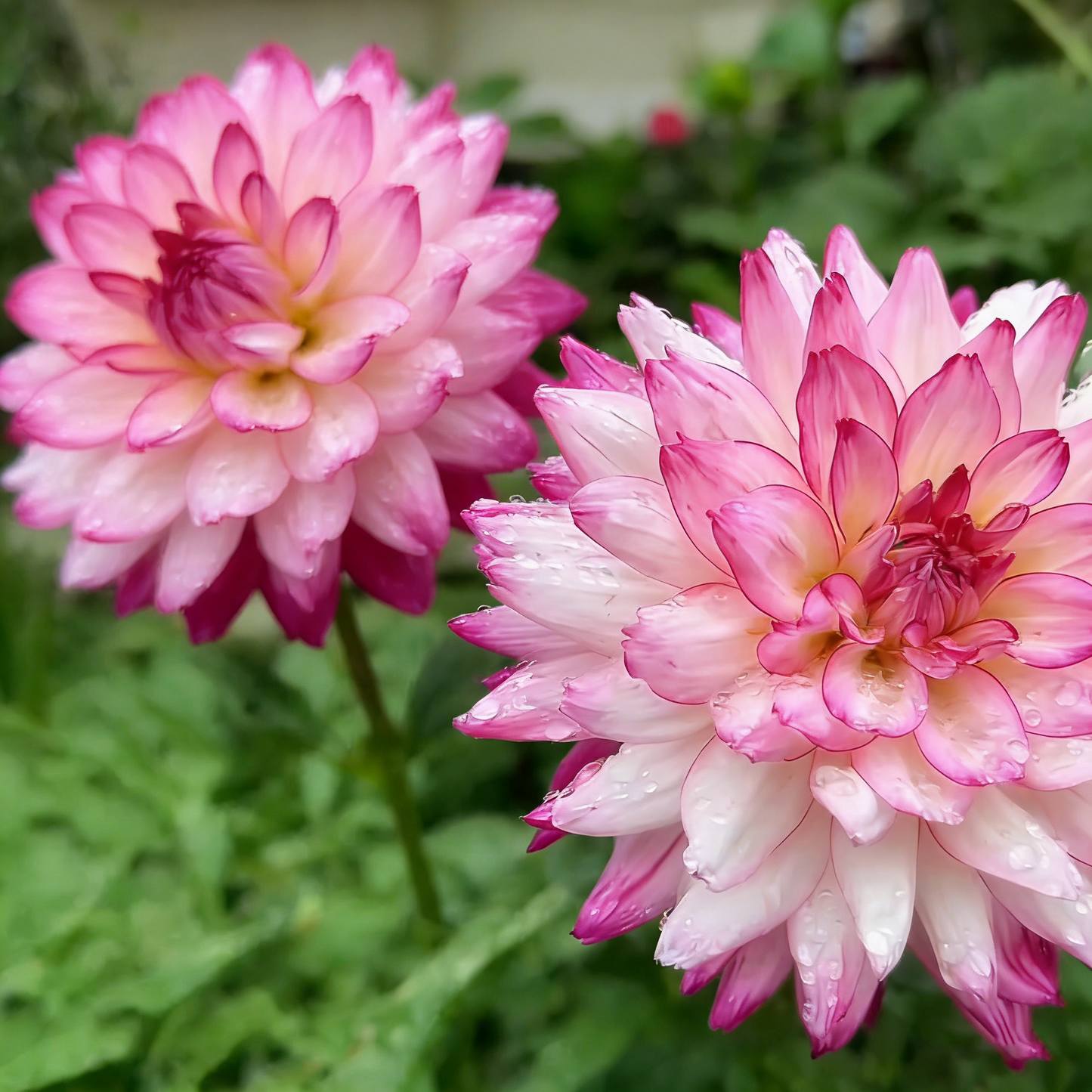🔥🔥Top-Grade Dahlia Rhizomes