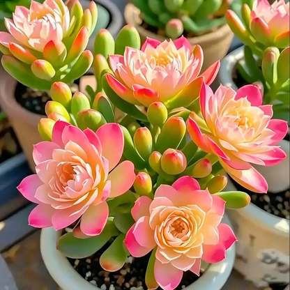Colorful Summer Succulent Plants, Easy to Grow for Beginners