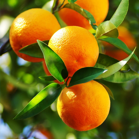 Juicy & High-Yield Orange Seeds – Grow Plump, Juicy Oranges at Home!