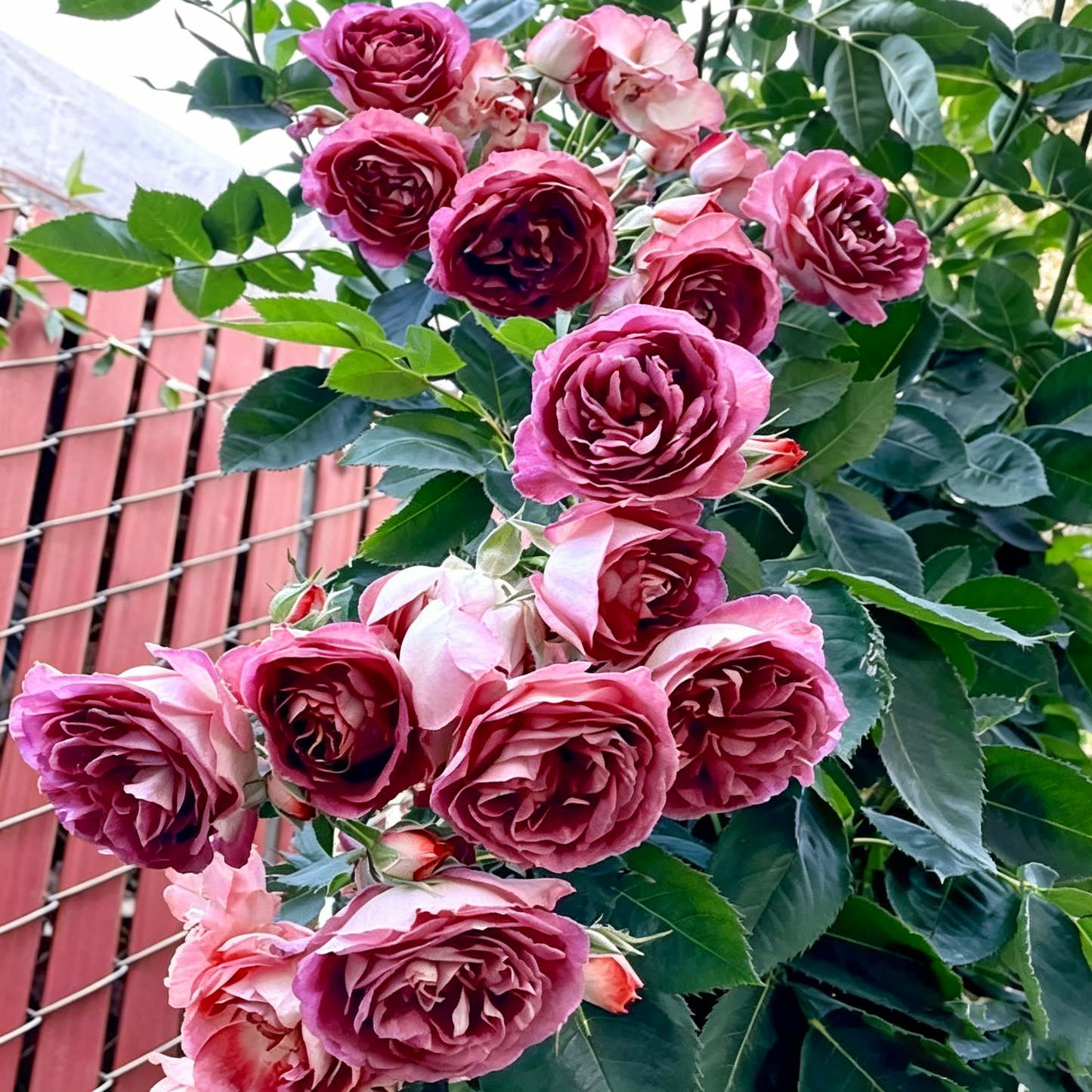 🌺3 Days Germination Climbing Rose