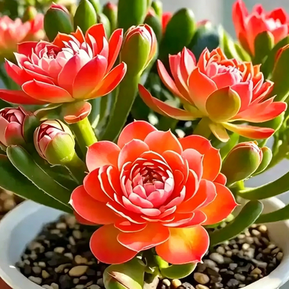 Colorful Summer Succulent Plants, Easy to Grow for Beginners