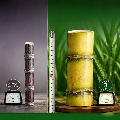 High-Yield Golden Sugarcane 🍯 Extra Sweet & Full of Juice