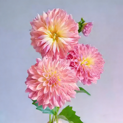 🔥🔥Top-Grade Dahlia Rhizomes