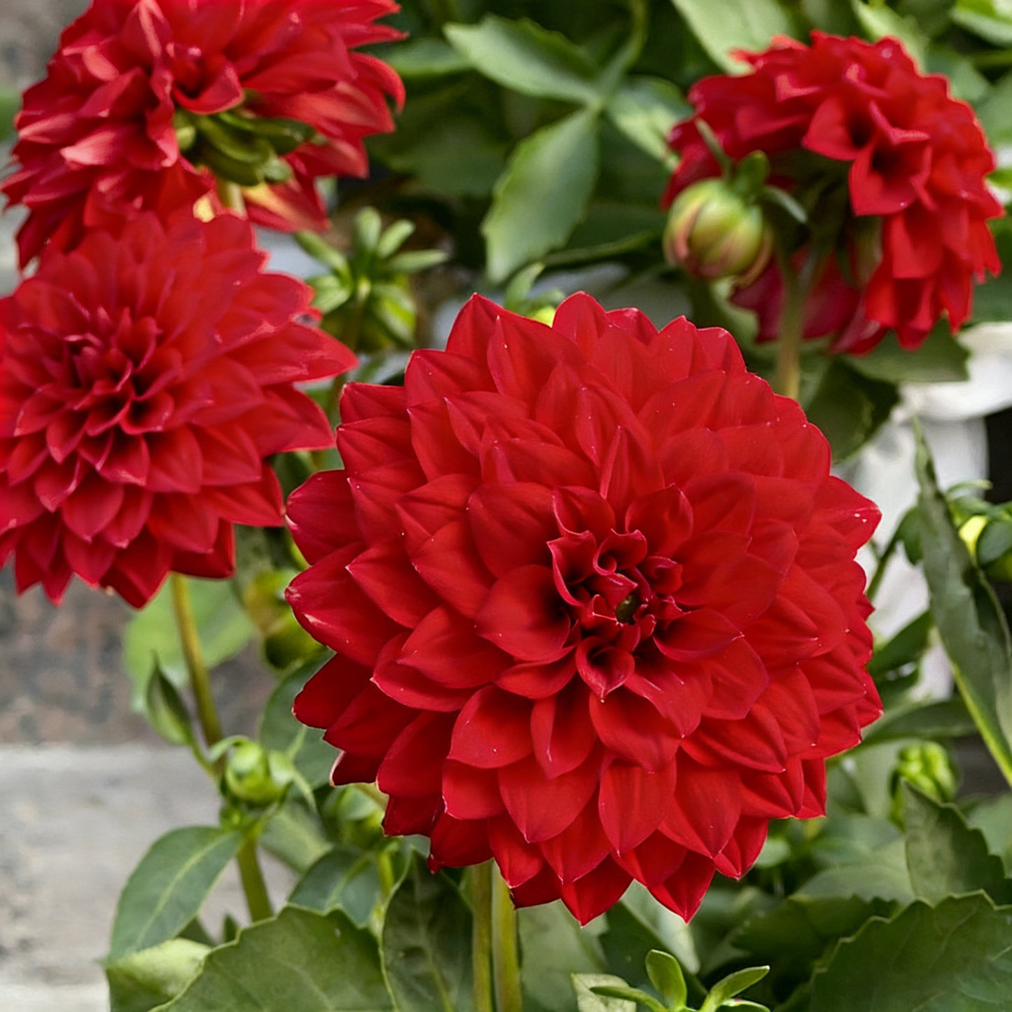🔥🔥Top-Grade Dahlia Rhizomes
