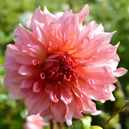 🔥🔥Top-Grade Dahlia Rhizomes