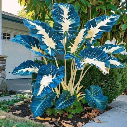 Giant Colorful Caladium Seeds-Colorful Foliage & Large Size
