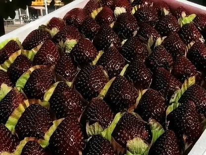 Giant Black Diamond Strawberries Seeds - Sweet,Nutrient-Rich & Easy to Grow at Home