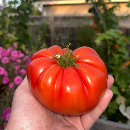 Giant Vietnamese tomato seeds—sweet and juicy.
