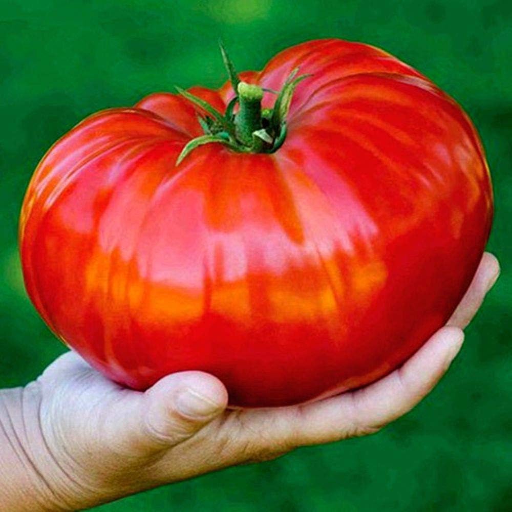 Giant Vietnamese tomato seeds—sweet and juicy.