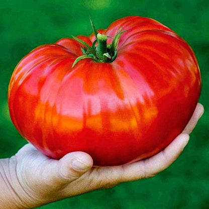 Giant Vietnamese tomato seeds—sweet and juicy.