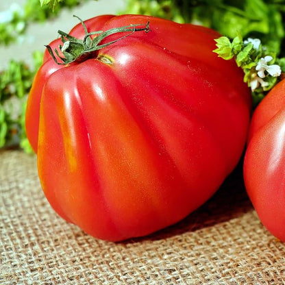 Giant Vietnamese tomato seeds—sweet and juicy.
