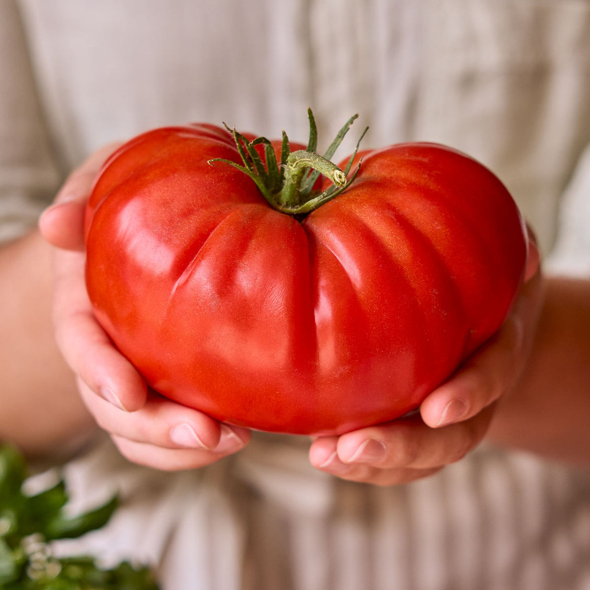 Giant Vietnamese tomato seeds—sweet and juicy.