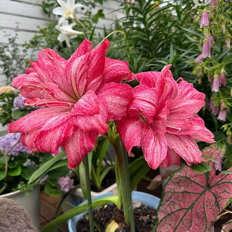 Double-Flowered Amaryllis Seeds