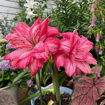 Double-Flowered Amaryllis Seeds