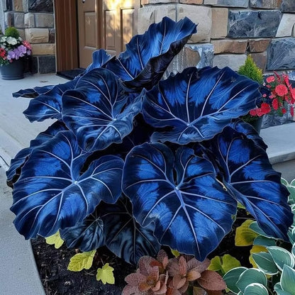 Giant Colorful Caladium Seeds-Colorful Foliage & Large Size