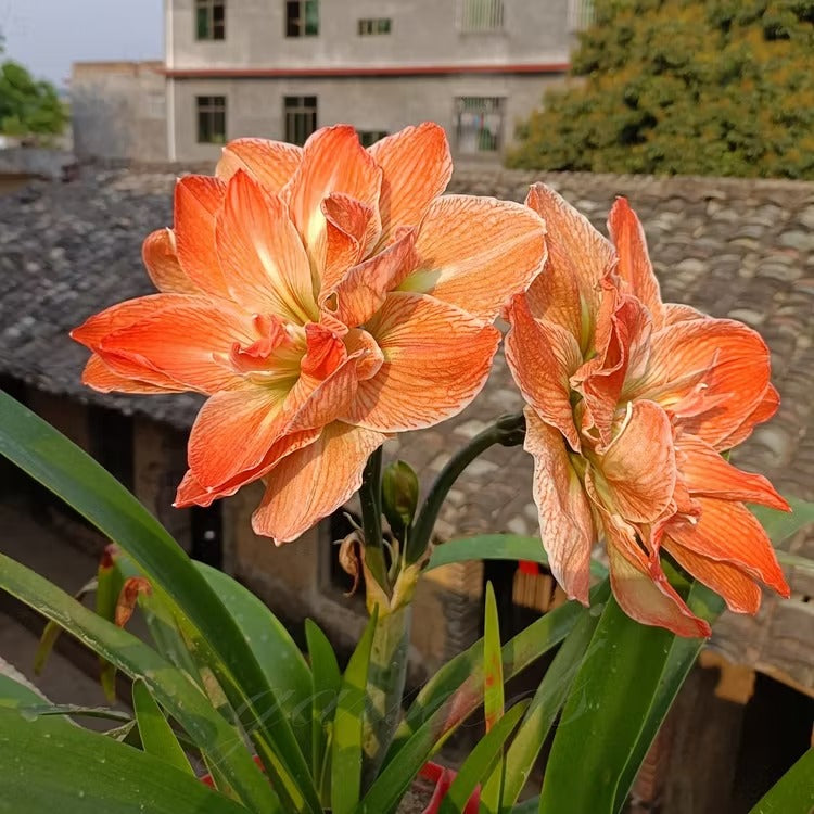 Double-Flowered Amaryllis Seeds