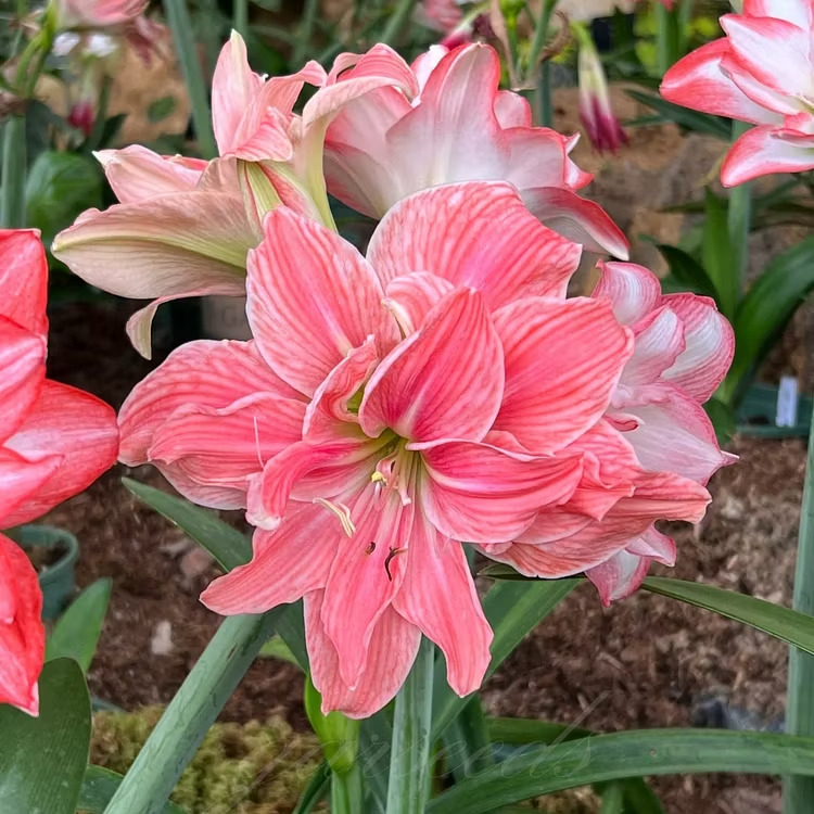 Double-Flowered Amaryllis Seeds