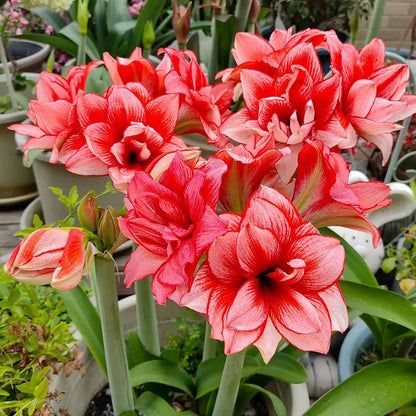 Double-Flowered Amaryllis Seeds
