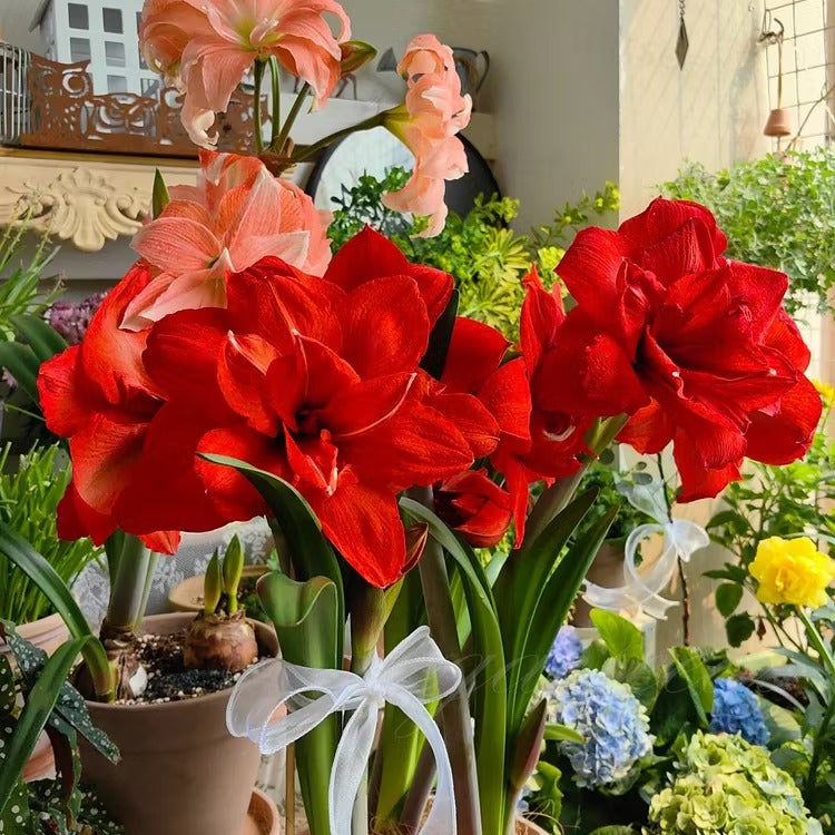 Double-Flowered Amaryllis Seeds