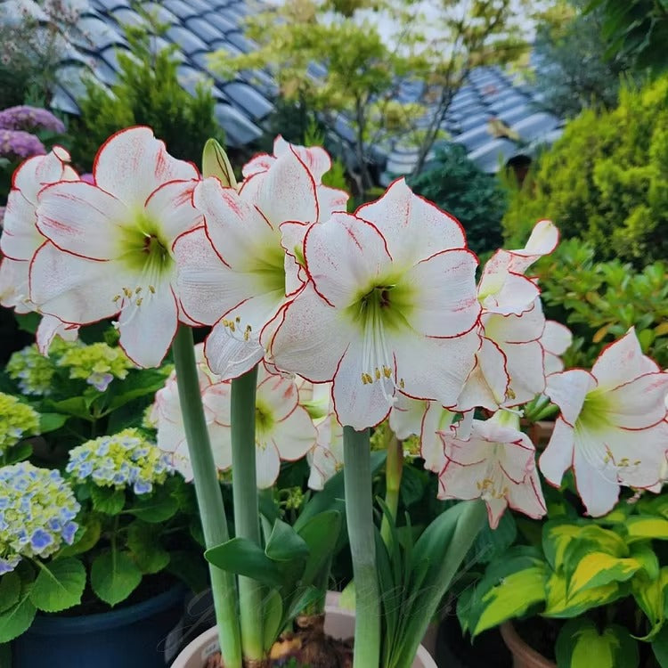 Double-Flowered Amaryllis Seeds