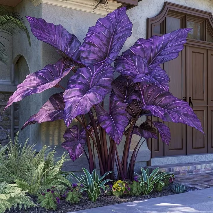 Giant Colorful Caladium Seeds-Colorful Foliage & Large Size