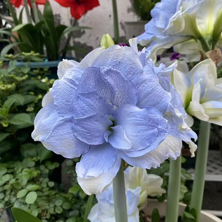 Double-Flowered Amaryllis Seeds