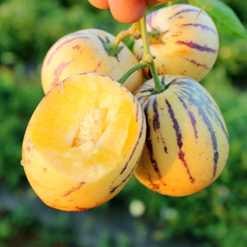 ✨High Protein Ginseng Fruit Seeds – Rich in Vitamins, Nutritious & Easy to Grow