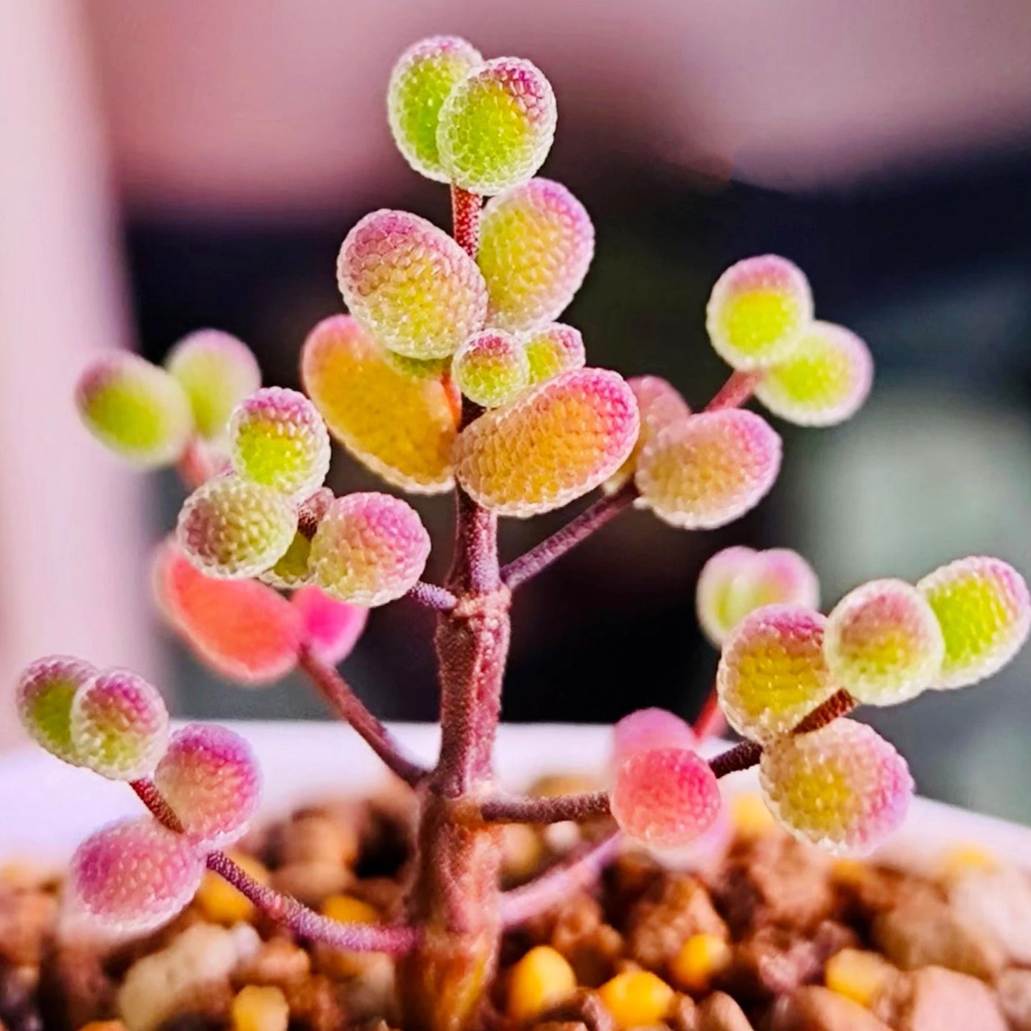 Summer Hardy Ice Crystal Succulent Seeds- Easy to Grow for Beginners