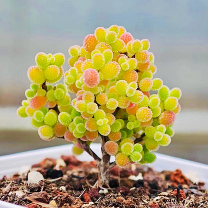 Summer Hardy Ice Crystal Succulent Seeds- Easy to Grow for Beginners
