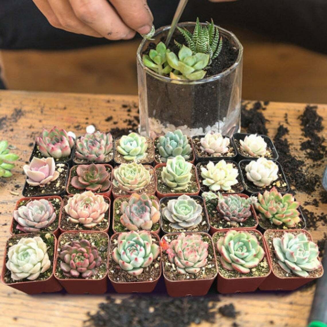 Colorful Summer Succulent Plants, Easy to Grow for Beginners