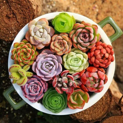 Colorful Summer Succulent Plants, Easy to Grow for Beginners
