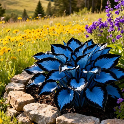 100+ Caladium Blue & Black Hosta Seeds