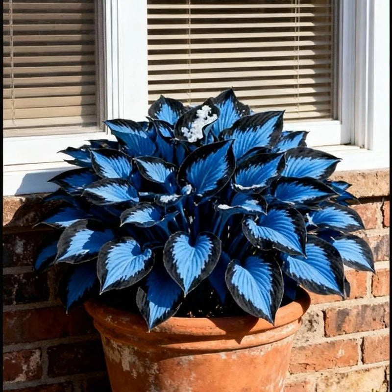 100+ Caladium Blue & Black Hosta Seeds