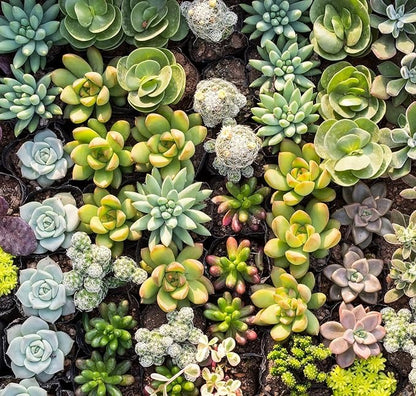 Colorful Summer Succulent Plants, Easy to Grow for Beginners