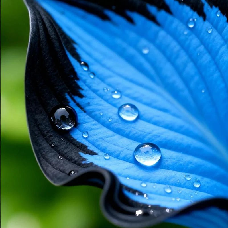 100+ Caladium Blue & Black Hosta Seeds